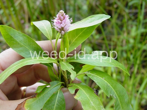 smartweed, water
